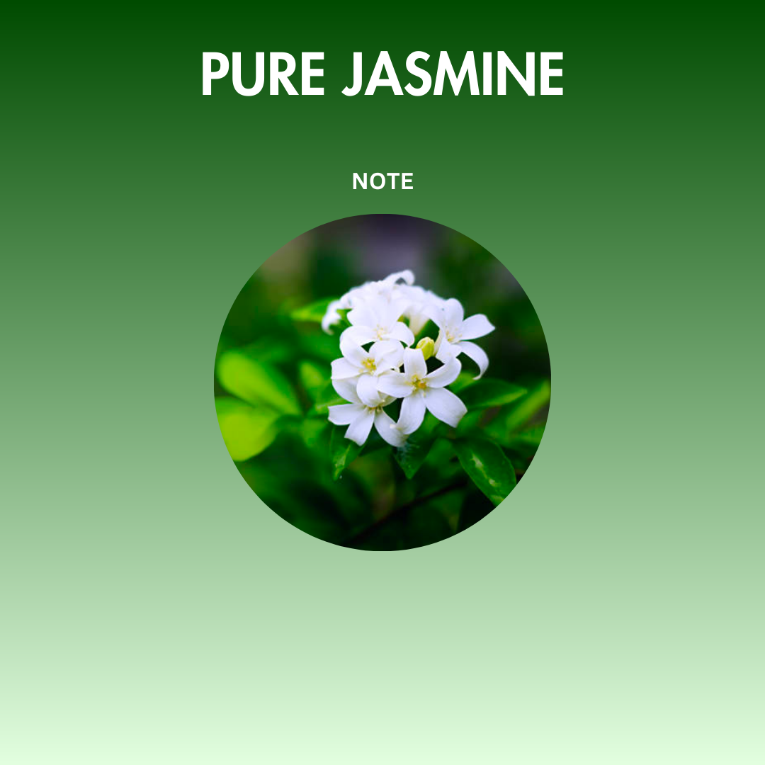 PURE JASMINE - Heavenly Scents
